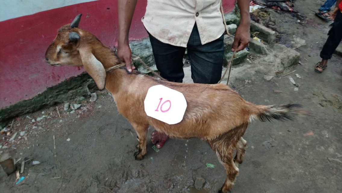 Goat 20 25 lbs Bangladesh Qurbani Rates